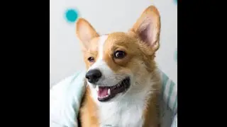 TOP CACHORROS ENGRA&Ccedil;ADOS 2021 FUNNY DOGS