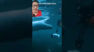 Морской леопард утопил биолога