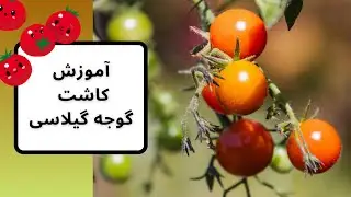 آموزش کاشت گوجه گیلاسی در منزل (How to grow cherry tomatoes at home)