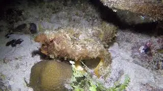 Brian Taylor  Roughback Batfish