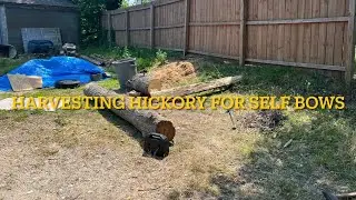 Harvesting Hickory for self-bow staves with Jack Monti and his neighbor Bobby. Joe Zummo