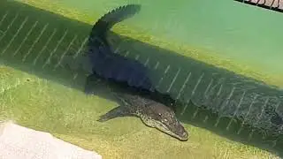 Panjang the Saltwater Crocodile at Rainforest Wild Asia Singapore