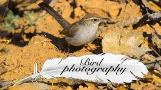 Bosque Bird Photography: 2020 Bird Quest continued!