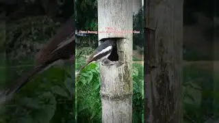 Sarang Burung Murai Tanah #kacer #kacerpoci  #kacerwulung #kacertretes #kacergacor #kacerjuara #kace