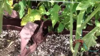 Tasti Lee Tomatoes in root pots