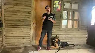 Cómo iniciar rastreo y detección de olores perros