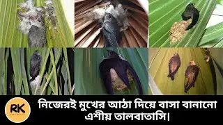 আঠা দিয়ে বাসা বানানো পাখি এশীয় তালবাতাসি। Asian Palm Swift | RK Media Official |