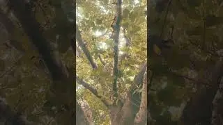 nature monsson vat vrukh#vat ka ped#vat vrukh#bargad ka ped#bargad pooja#vat savitri############vira