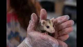 Every Day of the Year: Native Animal Rescue 2023