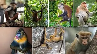 Macaque Monkeys, Japanese Macaques, Mandrill, Bald Uakari, Proboscis Monkey, Howler Monkey, And More