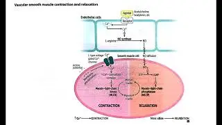 Vascular Smooth Muscle Contraction and Relaxation Explained (In Hindi Podcast) #medicalpodcast