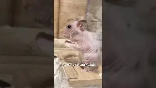 Вы бы завели еще одного хомячка после того, как потеряли одного? 💔🐹 #животные #домашниеживотные #...