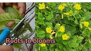 Care Of Allamanda Yellow Trumpet Vine|| Propagation Of Allamanda || Summer &Permanent Flowering