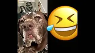 #2homiedawgs #funny #witzig #lachen #lustig #meme #laugh #animals #tiere #happy