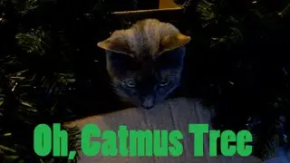 Oh, Catmas Tree