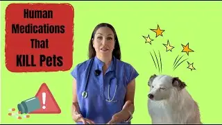 Most Common Human Pain Medications Given to Pets ⚠️