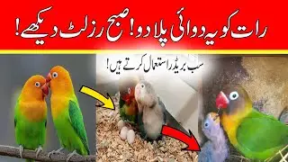 Breeding medicine for birds || Birds breeding Tips || Birds Breeding Time || Love birds Breeding