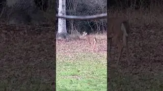 Young Buck 🦌 Grunting / Snorting #mississippi #wildlife #buck #grunt #winter #deer
