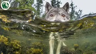 Sea Wolves: Rising to Rule as the Ocean&rsquo;s Next Apex Predator | Animal Documentary