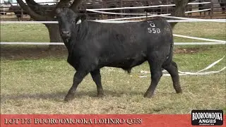 LOT 173 BOOROOMOOKA LOHNRO Q558