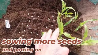 Alan's Allotment #25 #nodiggarden #Allotment #Alansallotment I&rsquo;m sowing more seeds and potting up.