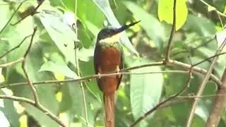 Rufous-tailed Jacamar