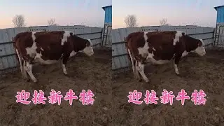 双双家半个月能接3头小牛犊，607进入预产期，看肚型猜公母！ #养牛人的生活 #90后老阿姨 #我的乡村生活 ##创业 #生活 #日常 #养殖