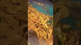 #kelpforest #kelpforests