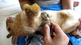 The Proper Way to Nurse Newborn Baby Rabbit Kits