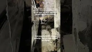 Feeding Dogs. #shorts #viral #video #dog #doglover #trending #youtubeshorts #ytshorts #love #animals