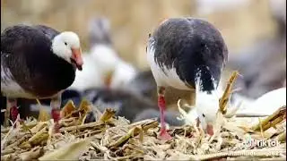 Migrating Birds in Pakistan | Complete Information on Species, Routes, Seasons & Habitats