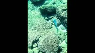 Bluespine Unicornfish