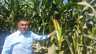 Green Life компаниясини TORRO навли макка жухори экилган даласидамиз.