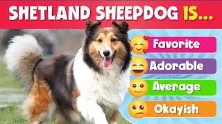 Rank the Dog Breed | Dog Tier List | Animal quiz