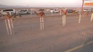ش4 الظبي احمد حميد محمد الدرعي
