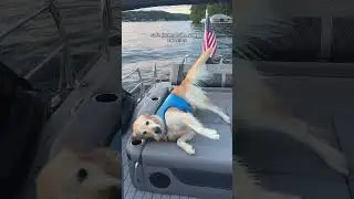 Жизнь на лодке в любом случае лучше с собакой 🚤🐶 #собака #собаки #золотистыйретривер #щенок