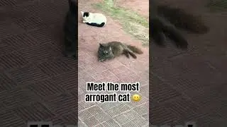 Meet the most arrogant cat 😆 #straycat #catlover #funnycats