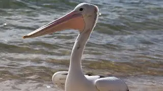 Pelican feeding at San Remo