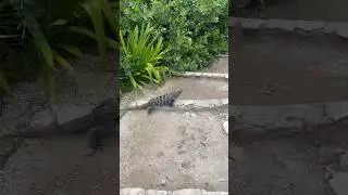 Tulum Ruins #travelvlog #bucketlist #adventure #tulumruins #tulum #iguana #explore #history #mexico