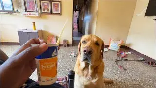 Buddy ka fav lassi 🥰#buddythelabrador #vlog 
