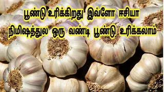 கிச்சன்ல பூண்டு உரிக்கிறது இவ்ளோ ஈசியா/ Kitchen Tips / Sugi Mango Kitchen