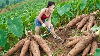 488 Days Harvesting A Lot Of Sweet Wild Taro A 3-Meter-Long Giant Root Go To Market Sell
