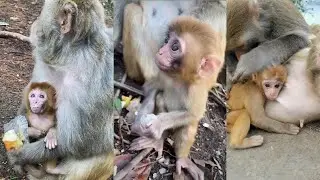WOW! Look At These Cute Monkey Babies