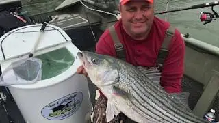 Bait Tank For Shad - Shad Bait Tank - The Best Bait Tank - Shad Shack Bait House - Bait Tank
