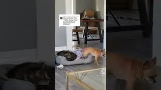 CUNNING DOG 🐶 / THE ENVIRONMENT