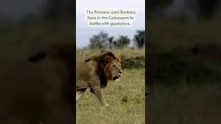 Extinct in the wild    the Barbary lion