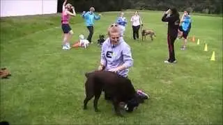 All Active Dogs-Get Fit With Your Dog