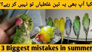All birds summer care 3 tips | Don't do these mistakes in summer season | summer care for #budgies