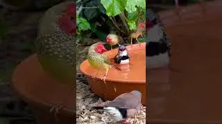 Mix Bird Aviary | Finches and Softbills | Aviary Birds | Bird Sounds