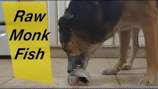 Edu's turn to eat some Raw Monk Fish! Mukbang